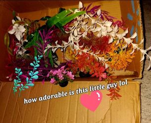New aquatic fish tank plants a lot