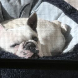 Baby Safety Gate/ Gray Plastic/ 26”-42”