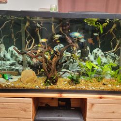 Fish Tanks , Custom Stands And Ponds