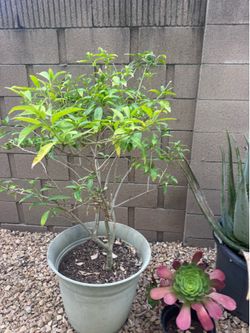Night blooming Jasmine tree.