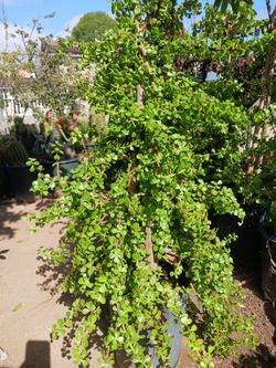 Jade plant in 5 gall pot 5 feet tall