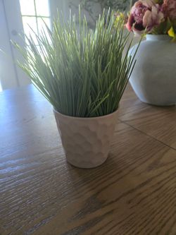 Plant in pot