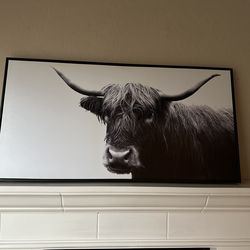 Cow art photography