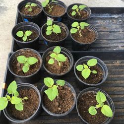 Aunt Molly's Ground Cherries Plants