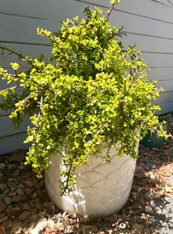 Large elephant jade plant