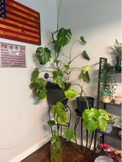 House plants