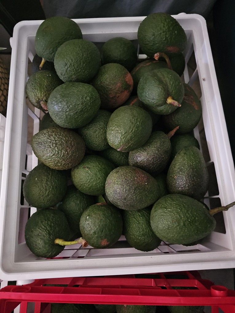  Hass Avocados In Carson 
