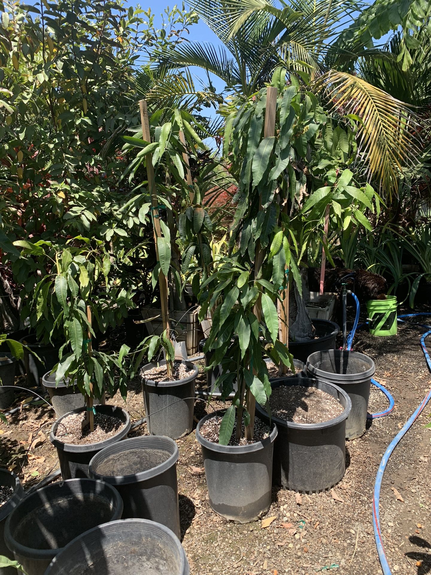 Criollo Mango tree