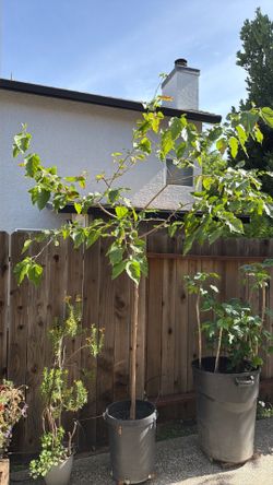Mulberry tree 7 foot tall on pot