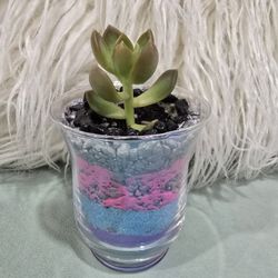 Succulent lovers
