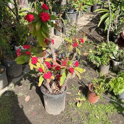 plantas de corona de cristo roja fuerte de flor mediana 