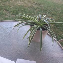 Beautiful Spider Plant $9