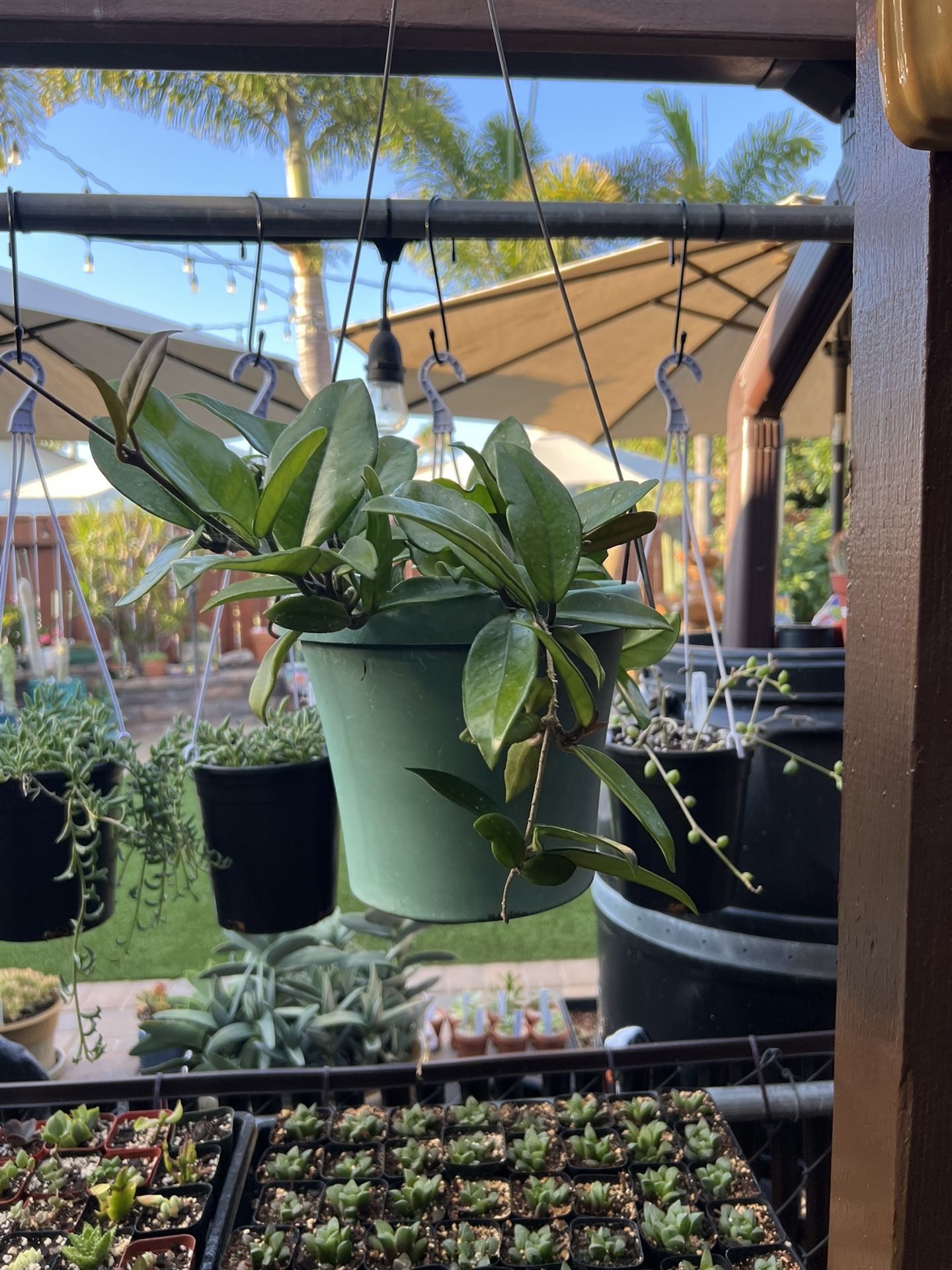 Hoya Carnosa 9” Pot, Fully Rooted & Established!