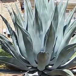 Large Agave Plant