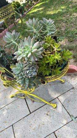 Diferente Plantas Enraizadas De Un Galón