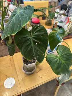 Philodendron Gloriosum
