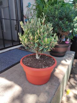 Dwarf Olive Bonsai Tree