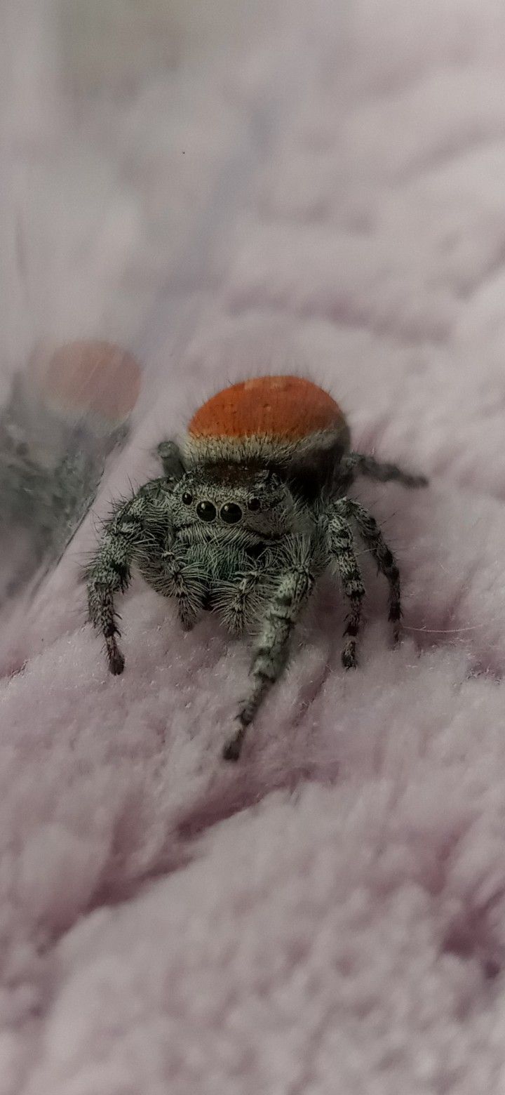 Phidippus Adumbratus (Jumping Spider) "Replica"