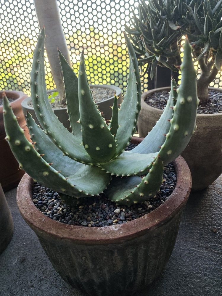 Beautiful Aloe Marlothii In Pot