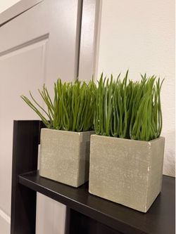 Plant Decorations