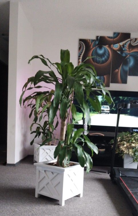 Live Dracaena Massangeana