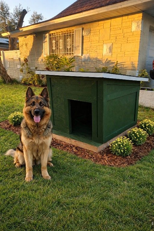 Dog House