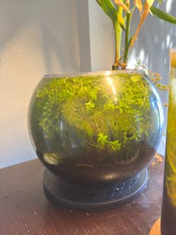 Walstad planted shrimp tanks (self sustaining )