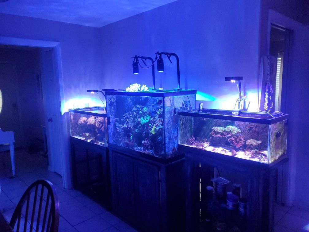 Saltwater Aquarium Setup