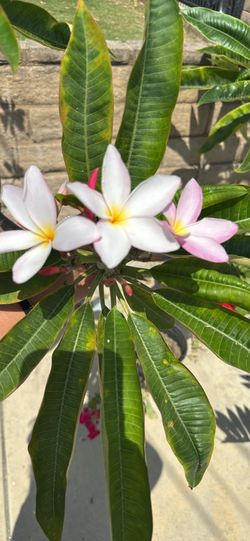Pink plumaria plant