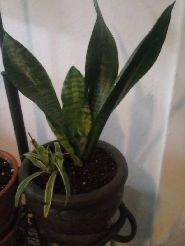 Snake plant and spider plants