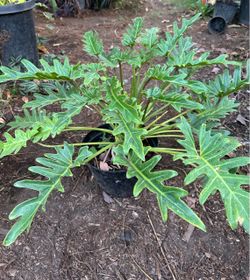 Philodendron Plant