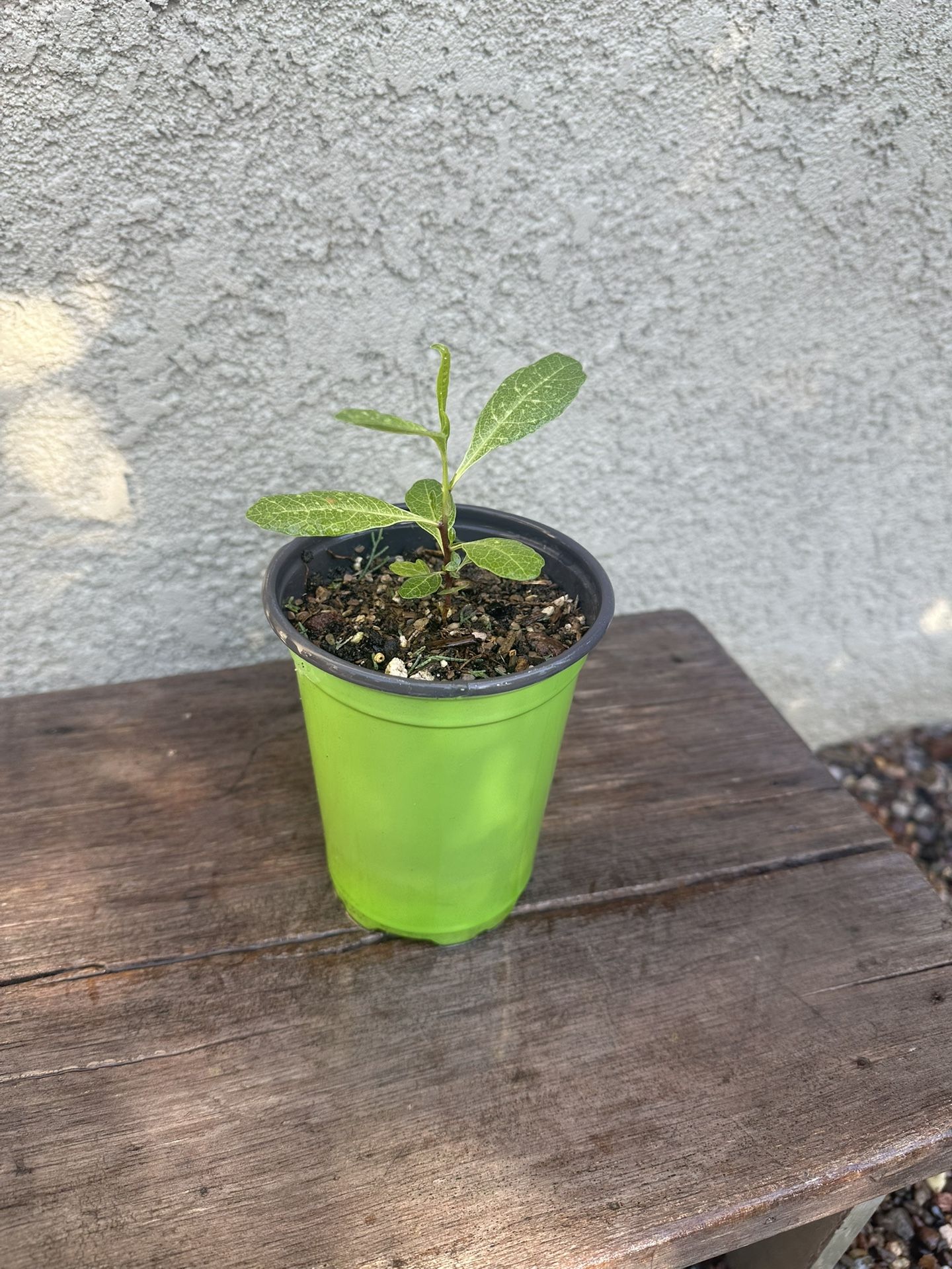 Purple Hopseed Bush