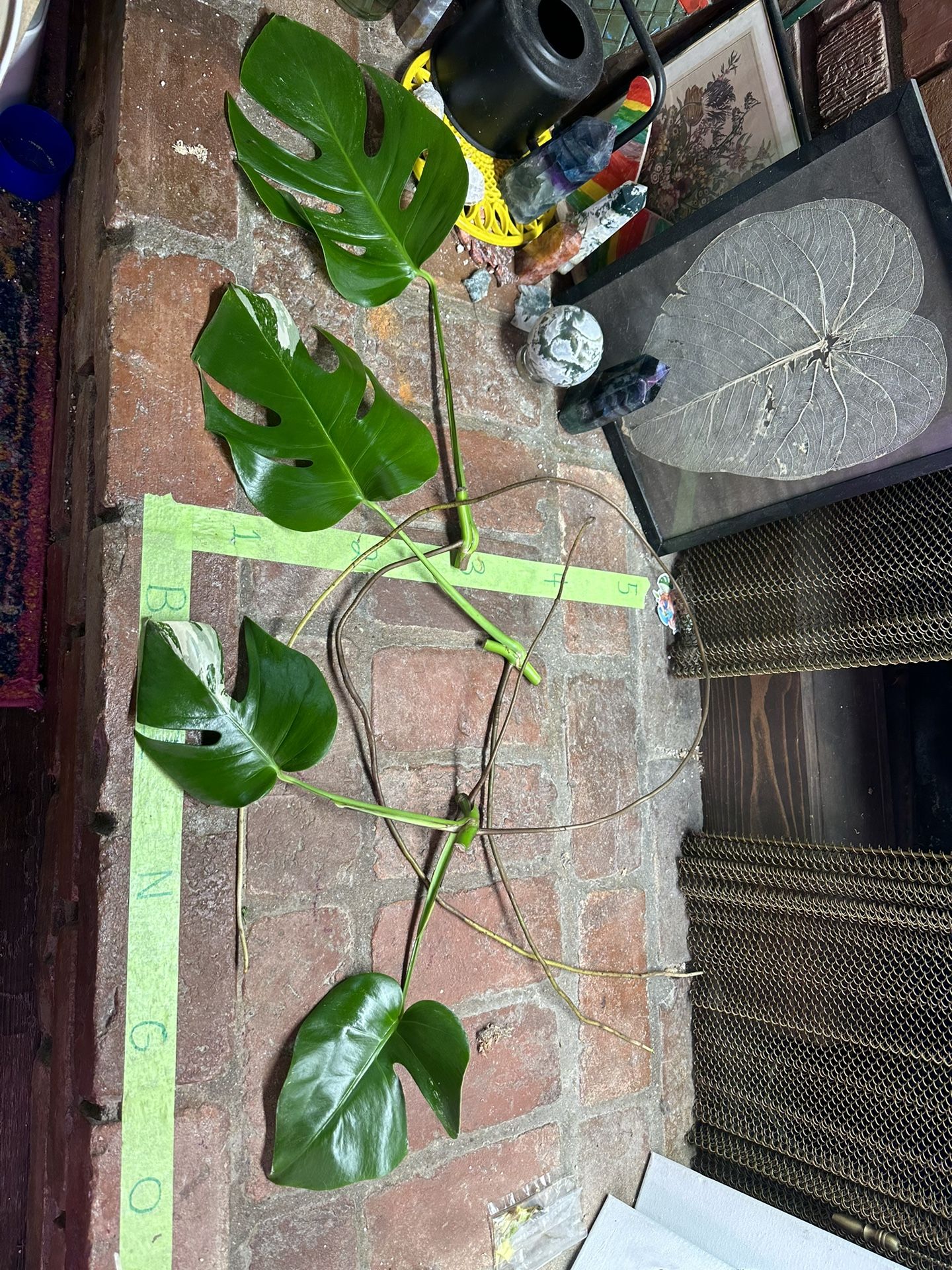 Monstera Mid Cuttings for Sale in Covina, CA OfferUp