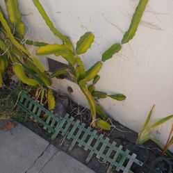 WHITE DRAGON FRUIT CUTTINGS! 