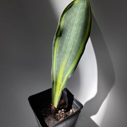 Sansevieria Masoniana Variegated Whale Fin Snake Plant