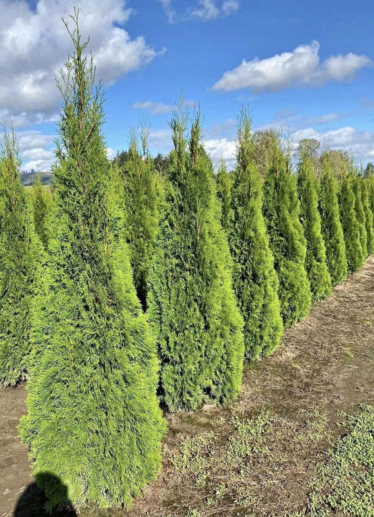 5-6 And 6-7 Foot Privacy trees Free Delivery !