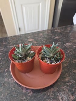 Succulent GasterAloe Hybrid "Green Ice"