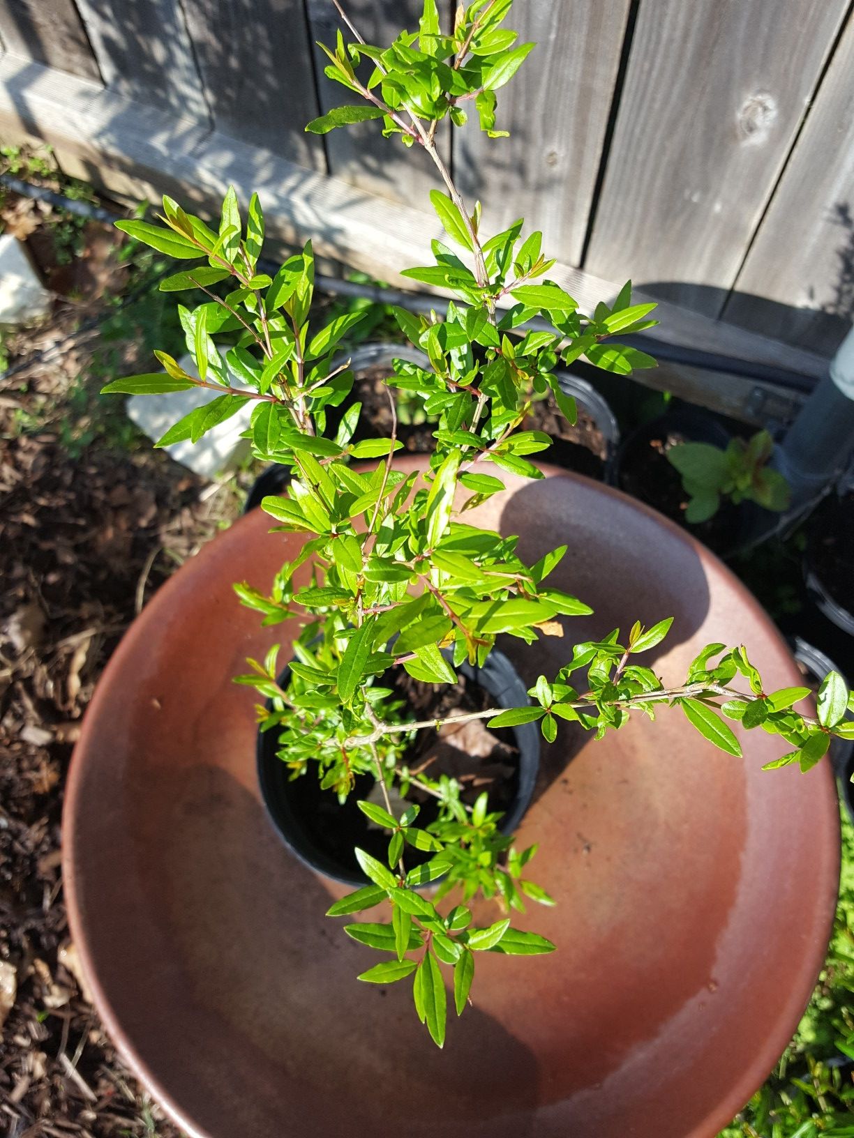 Texas Red pomegranate