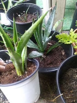 Mezcal (espadin) Agave plants