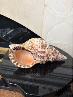 9 1/4” Triton’s Trumpet Sea Shell