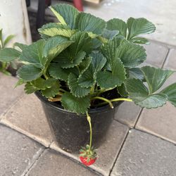 Strawberry 🍓 Plans $20 Each Price Firm