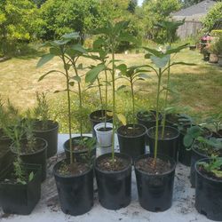 Sun Flowers  Each $5