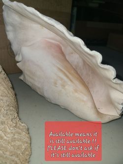 CONCH SHELL LARGE