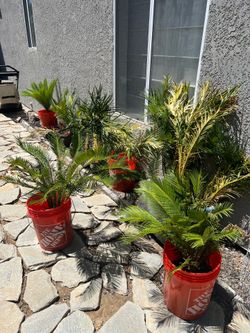 Sagos