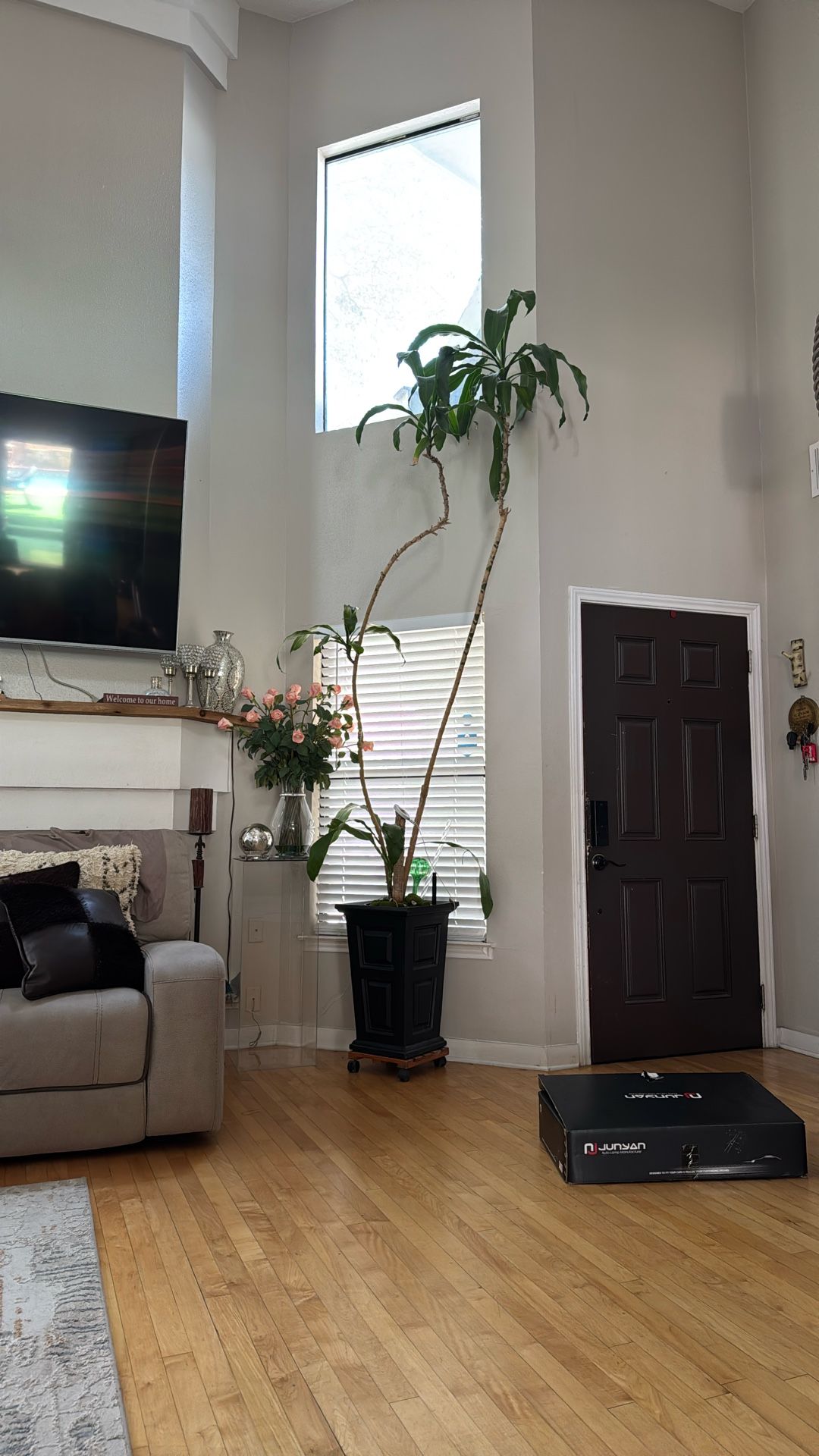 Big Plant ( Real No Fake). 50$ Without Flower Pot