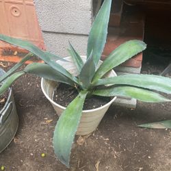 Large Succulent 