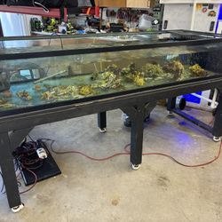 240 Gallon Aquarium, 8'x3'x16" With Stand