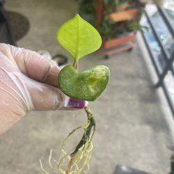 Hoya Chelsea Cutting #2 - Cash Only