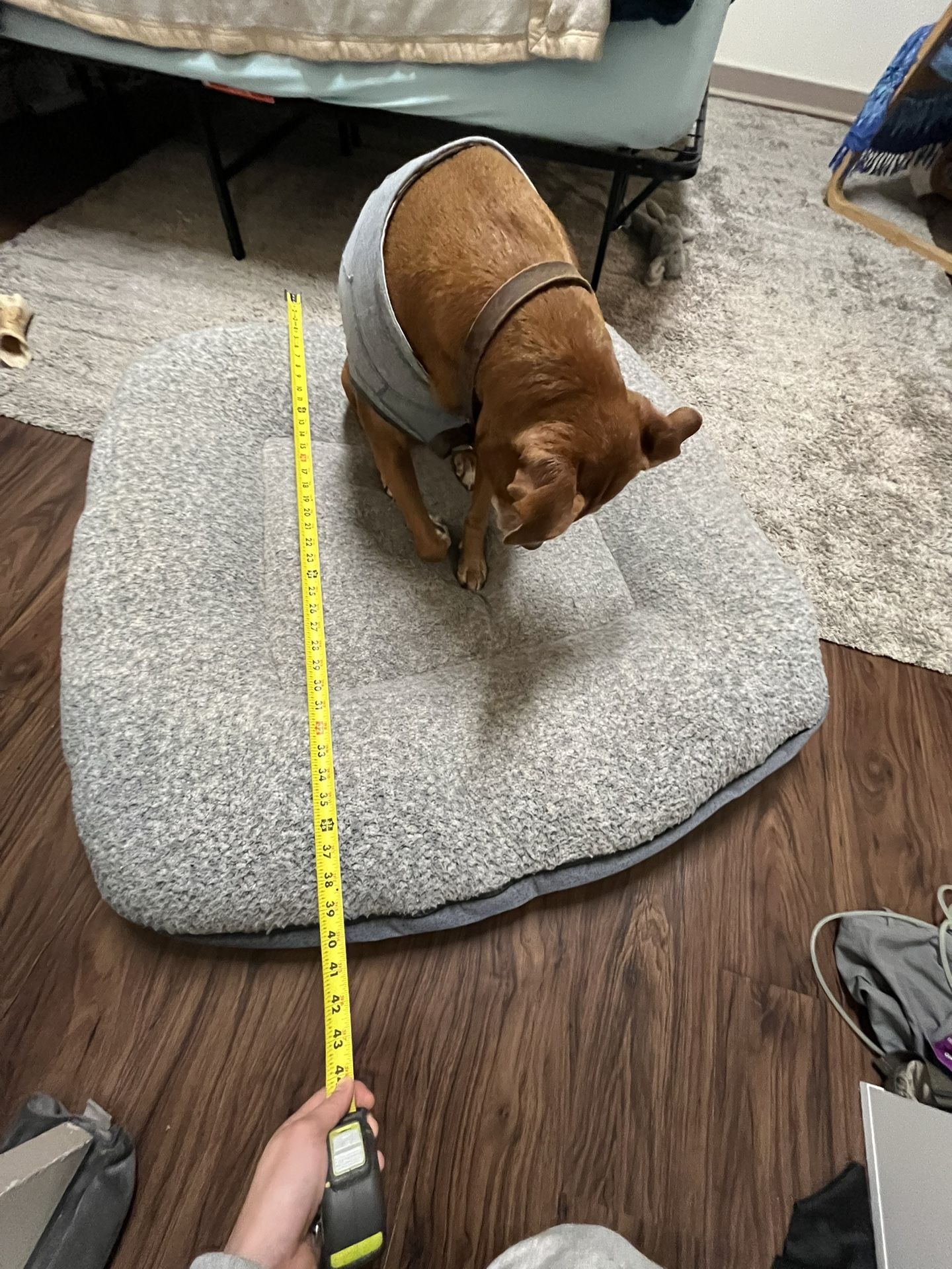 Costco Dog Bed. Washable with a Zipper