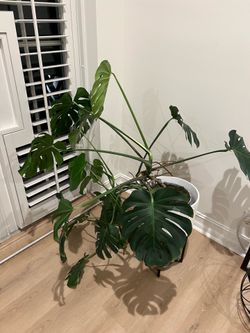 Plant